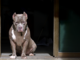 Dal Nord-ovest: aggredito da un pitbull mentre si allena: grave un 36enne di Cuneo - Foto di repertorio. Dal Nord-ovest: aggredito da un pitbull mentre si allena: grave un 36enne di Cuneo - Foto di repertorio.
