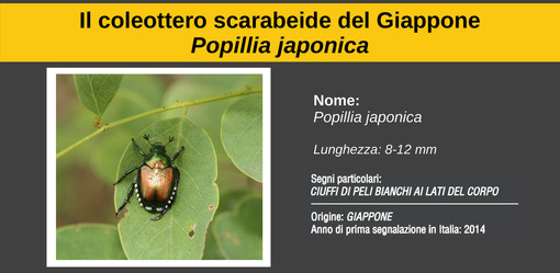 Lozzolo: posizionamento di 3000 trappole per la Popilia Japonica Lozzolo: posizionamento di 3000 trappole per la Popilia Japonica