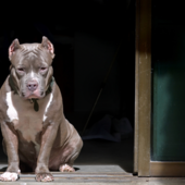 Dal Nord-ovest: aggredito da un pitbull mentre si allena: grave un 36enne di Cuneo - Foto di repertorio. Dal Nord-ovest: aggredito da un pitbull mentre si allena: grave un 36enne di Cuneo - Foto di repertorio.