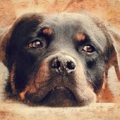 Vercelli, due cani salvati da un’abitazione vuota: scatta il sequestro