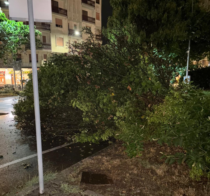 In foto, l'albero caduto a Biella