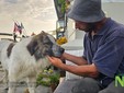 La storia di Giorgio, il pastore romeno che ama i suoi animali foto Mauro Benedetti per newsbiella.it