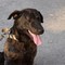 Cani alla catena, scattano multe e denunce: ecco cosa prevede la legge Cani alla catena, scattano multe e denunce: ecco cosa prevede la legge
