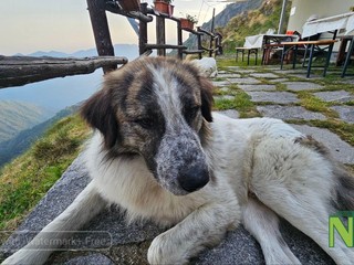 La storia di Giorgio, il pastore romeno che ama i suoi animali foto Mauro Benedetti per newsbiella.it
