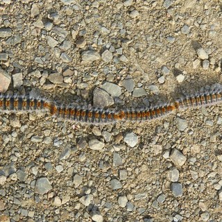 La Processionaria, pericolo per i cani e per l'uomo