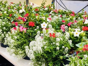 Borgosesia si colora di primavera: nuovi fiori in ponti, aiuole e viali