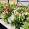 Borgosesia si colora di primavera: nuovi fiori in ponti, aiuole e viali
