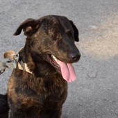 Cani alla catena, scattano multe e denunce: ecco cosa prevede la legge Cani alla catena, scattano multe e denunce: ecco cosa prevede la legge