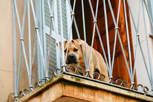 Cani lasciati sul balcone: quando è vietato e quali rischi corre il proprietario Cani lasciati sul balcone: quando è vietato e quali rischi corre il proprietario