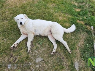 La storia di Giorgio, il pastore romeno che ama i suoi animali foto Mauro Benedetti per newsbiella.it