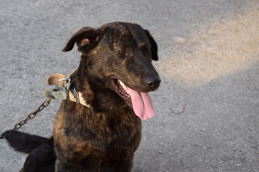 Cani alla catena, scattano multe e denunce: ecco cosa prevede la legge