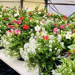 Borgosesia si colora di primavera: nuovi fiori in ponti, aiuole e viali