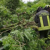 Pianta sulla strada in serata, Vigili del Fuoco al lavoro tra Sostegno e Crevacuore (foto di repertorio) Pianta sulla strada in serata, Vigili del Fuoco al lavoro tra Sostegno e Crevacuore (foto di repertorio)