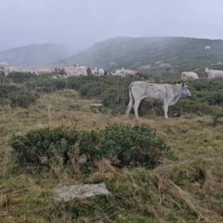 Piemonte, prolungato di 10 giorni il pascolamento in quota e in media montagna fino a metà novembre (foto di repertorio)