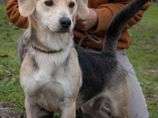 Ci sono tanti cani ma ci sono anche io Rocky! mi porti a casa con te?