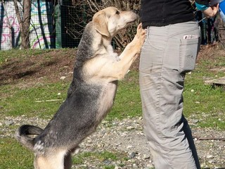 Ci sono tanti cani ma ci sono anche io Rocky! mi porti a casa con te?