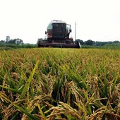 Crollo dei prezzi del riso italiano: Coldiretti denuncia l’invasione di prodotto estero a basso costo Crollo dei prezzi del riso italiano: Coldiretti denuncia l’invasione di prodotto estero a basso costo