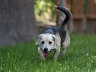 Ci sono tanti cani ma ci sono anche io Rocky! mi porti a casa con te?