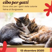 Un Cuore Caldo per i Mici di Borgosesia: Grande Raccolta Cibo al Conad