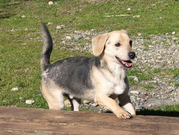 Ci sono tanti cani ma ci sono anche io Rocky! mi porti a casa con te?