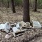 A Gattinara nuovi rifiuti abbandonati nel bosco: il Comitato richiama al rispetto del territorio