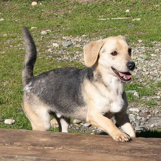 Ci sono tanti cani ma ci sono anche io Rocky! mi porti a casa con te?