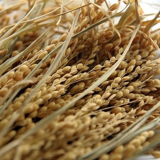 Sviluppo rurale, 20 milioni di euro per impegni specifici per le risaie.