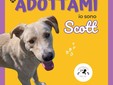 Lui è Scott: un concentrato di dolcezza, tenerezza e voglia di coccole in cerca di casa Lui è Scott: un concentrato di dolcezza, tenerezza e voglia di coccole in cerca di casa