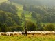 Un pomeriggio dedicato alla pastorizia in Valsesia