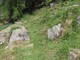 Parchi Valsesia, prosegue la manutenzione della rete escursionistica: interventi sui sentieri di Alagna - Foto di Parchi Valsesia Parchi Valsesia, prosegue la manutenzione della rete escursionistica: interventi sui sentieri di Alagna - Foto di Parchi Valsesia
