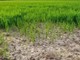 Siccità, il Comune di Gattinara chiede lo stato di calamità naturale Siccità, il Comune di Gattinara chiede lo stato di calamità naturale