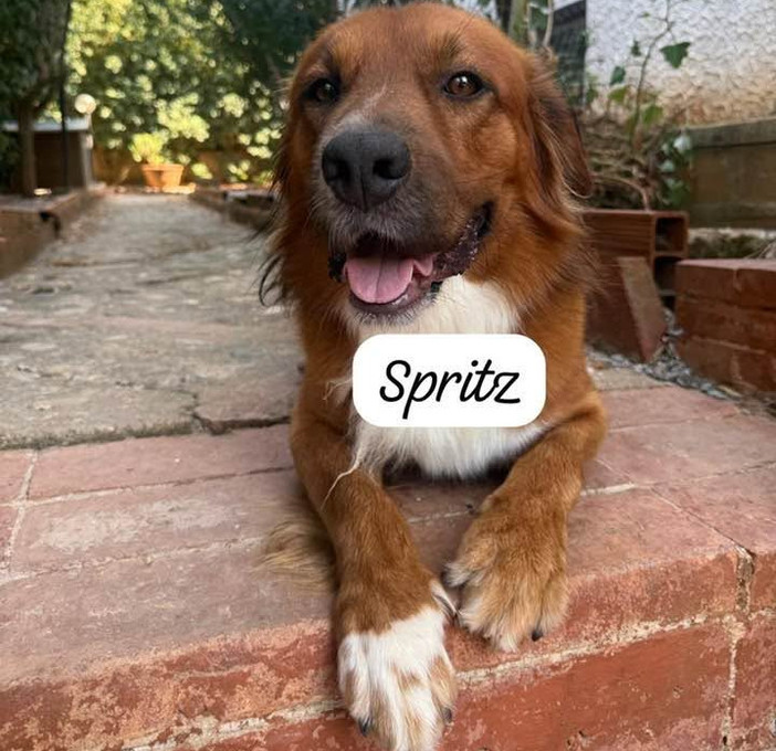 Spritz cerca una vera famiglia: adottato e riportato in canile dopo 12 ore Spritz cerca una vera famiglia: adottato e riportato in canile dopo 12 ore