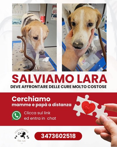 Lara, cucciola malata e coraggiosa: aiutala a vincere la sua battaglia per la vita