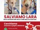 Lara, cucciola malata e coraggiosa: aiutala a vincere la sua battaglia per la vita