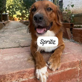 Spritz cerca una vera famiglia: adottato e riportato in canile dopo 12 ore Spritz cerca una vera famiglia: adottato e riportato in canile dopo 12 ore