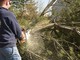 Senso unico alternato sulla Panoramica Zegna per lavori di taglio piante