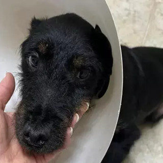 Ridiamo a Thomas le zampe per camminare, l'appello di Bulli e Pule con la Coda ODV