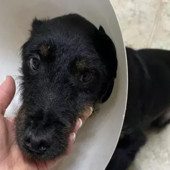 Ridiamo a Thomas le zampe per camminare, l'appello di Bulli e Pule con la Coda ODV Ridiamo a Thomas le zampe per camminare, l'appello di Bulli e Pule con la Coda ODV