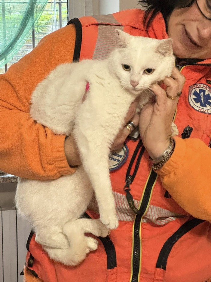 Agnona, “Titina” cerca casa: una gattina di un anno pronta per un’adozione responsabile