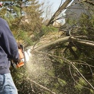 Senso unico alternato sulla Panoramica Zegna per lavori di taglio piante