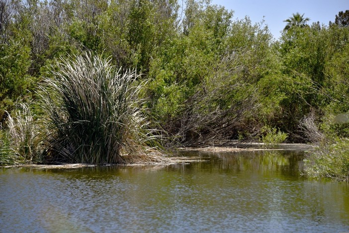 Risorse idriche, in arrivo dal Masaf oltre 3,3 milioni per microinvasi e interventi irrigui in agricoltura