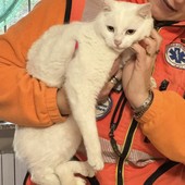 Agnona, “Titina” cerca casa: una gattina di un anno pronta per un’adozione responsabile Agnona, “Titina” cerca casa: una gattina di un anno pronta per un’adozione responsabile