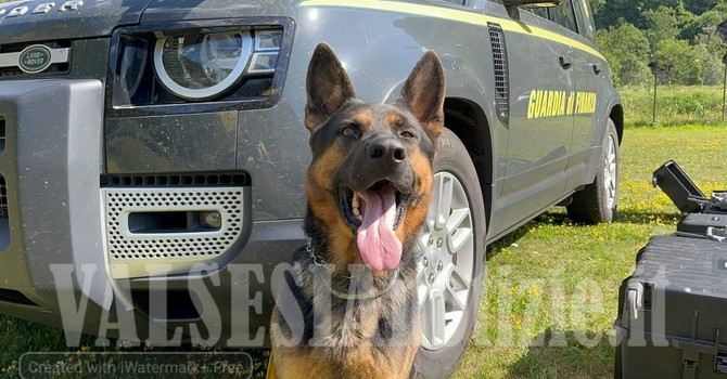 Rimella, fungaiolo disperso nei boschi ritrovato nella notte: decisivo l’intervento del Soccorso Alpino Guardia di Finanza Rimella, fungaiolo disperso nei boschi ritrovato nella notte: decisivo l’intervento del Soccorso Alpino Guardia di Finanza