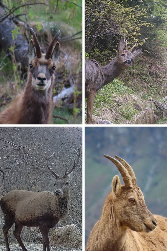 Censimenti ungulati — aggiornamento 2025 Censimenti ungulati — aggiornamento 2025