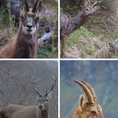 Censimenti ungulati — aggiornamento 2025 Censimenti ungulati — aggiornamento 2025