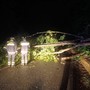 Pianta sulla strada tra Coggiola e Portula (foto di repertorio)
