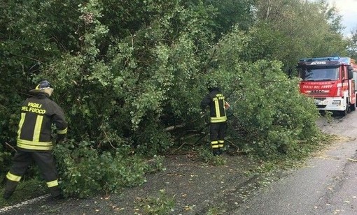 Crolla albero sulla strada, a Valdilana arrivano i Vigili del Fuoco (foto di repertorio) Crolla albero sulla strada, a Valdilana arrivano i Vigili del Fuoco (foto di repertorio)