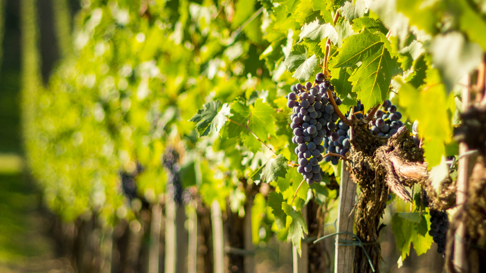 Regione Piemonte, ulteriori risorse per la vitivinicoltura: 19 milioni per promozione e turismo Regione Piemonte, ulteriori risorse per la vitivinicoltura: 19 milioni per promozione e turismo