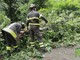 Forte vento sul Biellese, nuovi disagi: a terra piante a Miagliano e in Valsessera (foto di repertorio)