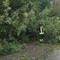 Crolla albero sulla strada, a Valdilana arrivano i Vigili del Fuoco (foto di repertorio) Crolla albero sulla strada, a Valdilana arrivano i Vigili del Fuoco (foto di repertorio)